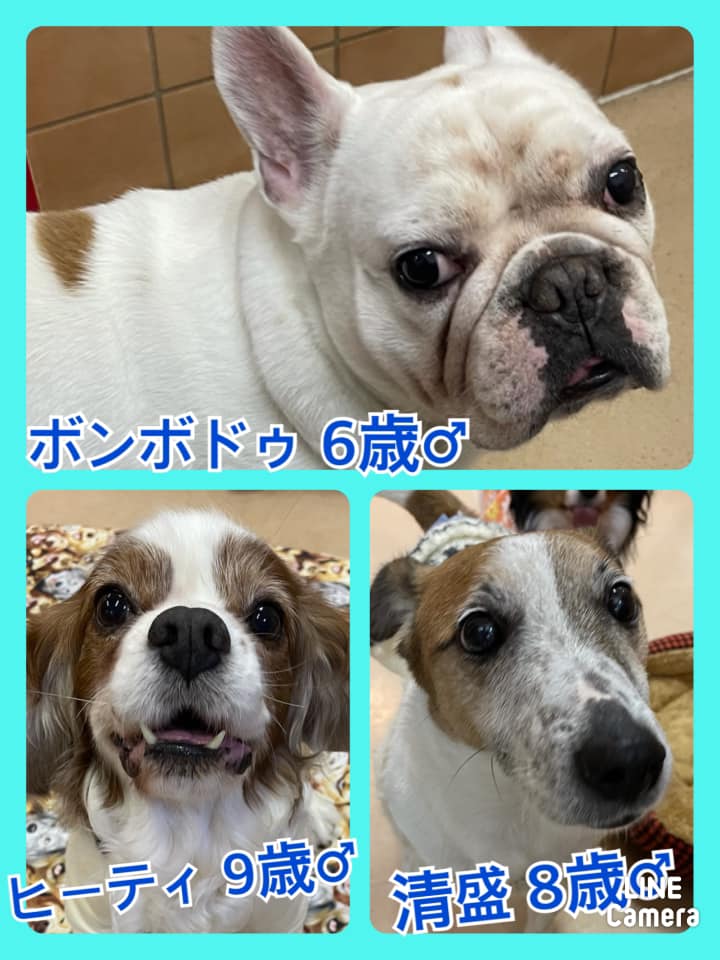 🐾今日の里親様募集中ワンコ🐶メンバーです🐾2021,2,12